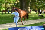 113-I'M_A_WONDER-Rosie_Fry-WEDTrotUp+DR portfolio
