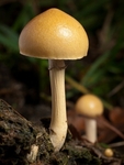 Dung Roundhead