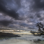 Crooked Tree dawn