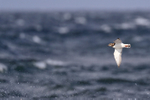 Turnstone in flight & sea spray, Scotland