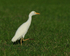 Cattle Egret on grass, Kauai