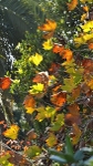 Leaf Fall