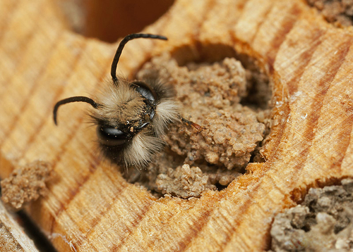 <i>Osmia bicornis</i> male chewing its way out of a nest hole in my garden "bee hotel". Warwickshire, May 2013.