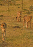 On the Prowl