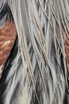 Great Blue Heron chest feathers, Viera Wetlands, Florida
