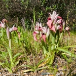 Scarce Serapias (Serapias neglecta)