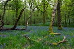 Bluebell forest, Inchcailloch, Loch Lomond, The Trossachs