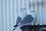Kittiwakes