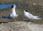 Sandwich Tern 1