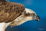 Osprey with Luderick 17