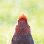 Looking Ahead