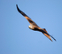 Red Kite
