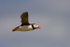 Puffin