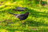 Blackbird Turdus merula-1856