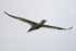 Gannet in flight over Neist Point, Skye