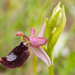 Bertoloni's Ophrys (Ophrys bertolonii