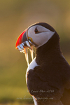 Backlit Puffin with sand eels