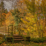 Golden Trees at Jackdaw Scar, Kings Meaburn, Cumbria