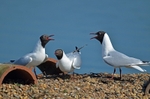 Black-headed Gulls