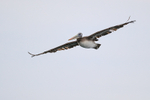 Peruvian Pelican flying overhead, Chile