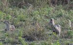 Otters Family
