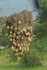 Weaver Bird Nests
