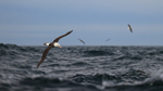 Flying Black-browed Albatrosses over rough sea, Falklands
