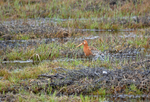 Black-tailed Godwit