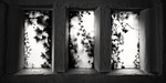 Museum Windows
