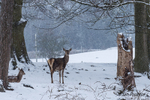 Red Deer in Winter Wonderland