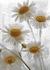 Ox-Eye Daisies 2