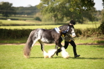 In Hand Horse Supreme Championship portfolio