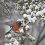 American robin in winter Turdus migratorius