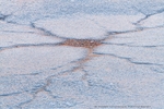 Neuron