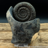 Sold amm 1417 Dactylioceras commune