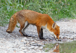 Red Fox - Vulpes vulpes