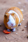 guinea pig cavia porcellus-9056