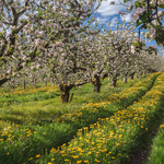 Apple Blossom
