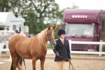 SBM_19389_Class 317 - IH Pure Bred Horse-Pony