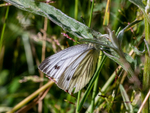 Green-veined White