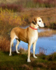 PP10  "Bella" - Great Dane