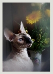 Mimmi 2008 / 1