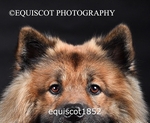 equiscot1852