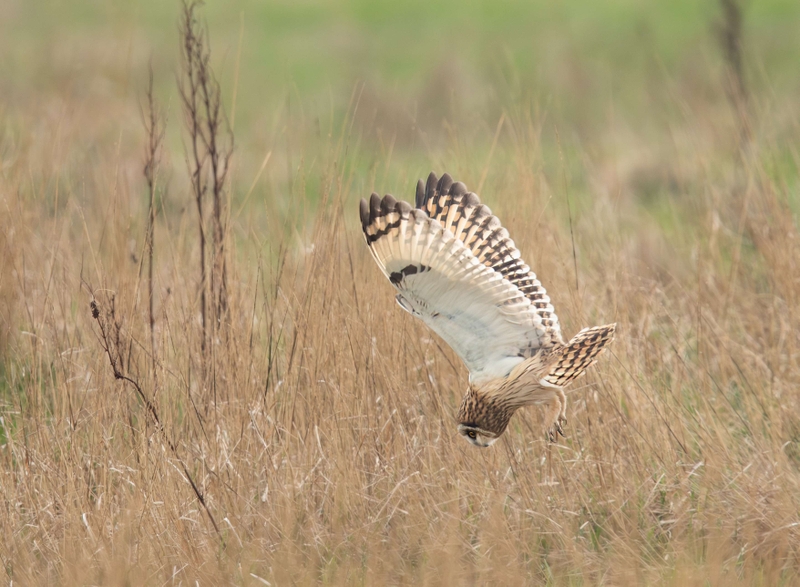 Short Eared Owl