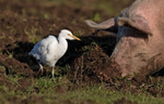 Cattle Egret - Bubulcus ibis