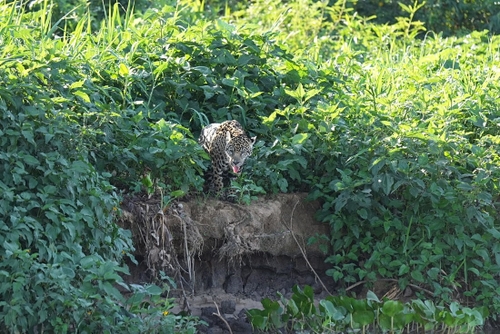One of many jaguars spotted during our time travelling out from the floating hotel