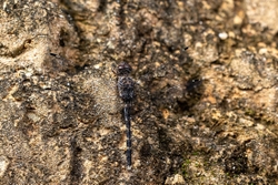 Granite Ghost