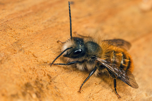 <i>Osmia bicornis</i> male warming-up on the fence near my garden "bee hotel". Staffordshire, April 2015.
