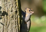 Grey Squirrel