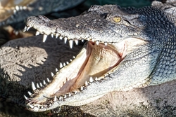 Nile Crocodile